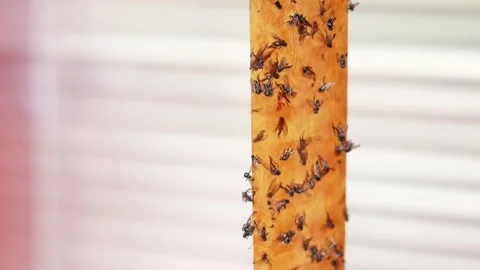 Close up shot selective focus yellow orange sticky tapes flypaper Stock Footage 214297707