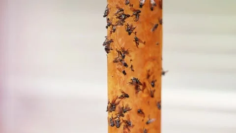 Close up shot selective focus yellow orange sticky tapes flypaper Stock Footage 214297715