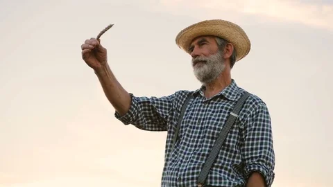 Close up shot of seniour farmer checking wheat quality at the his farm on the Stock Footage 78811286