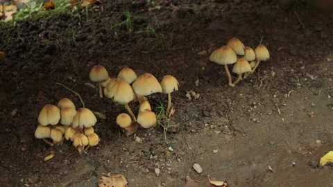 Close up shot of several clusters of small, light-brown mushrooms growing Stock Footage 311887333