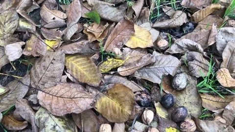 A close-up shot of several unshelled walnuts falling and resting on the gro.. Stock Footage 323187521