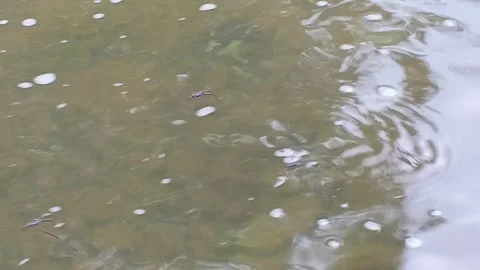 Close-up shot of several water strider insects (Gerridae) Stock Footage 319217541