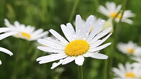 This is a close-up shot of several white daisies with bright yellow centers Stock Footage 321596160