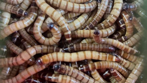 Close-up shot with shallow depth of field showing blurred movement of worms craw Stock Footage 313201649