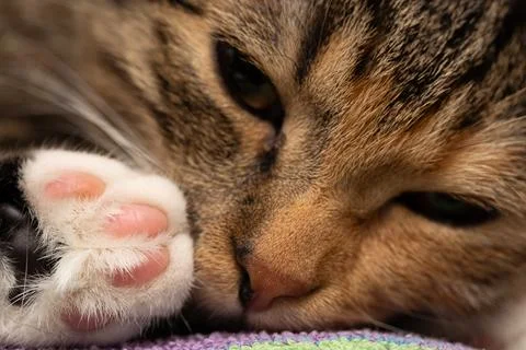 A close-up shot of She-cat falling asleep and lying on her bed. Closed eyes and Foto stock