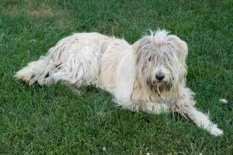 Close up shot of a sheep dog Stock Photos