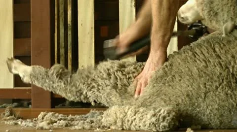 Close-up shot of sheep shearing Stock Footage 20456550