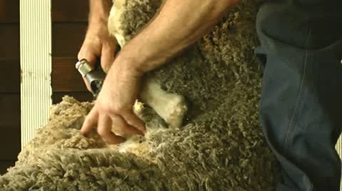 Close-up shot of sheep shearing Stock Footage