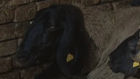 Close Up Shot of sheep's head. Video stock 153179558