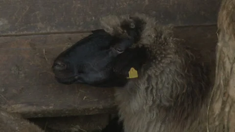 Close Up Shot of sheep's head. Stock Footage 153179741