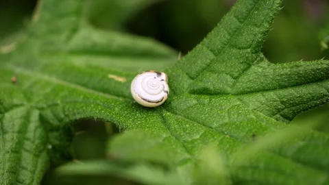 Close-up shot of shell of garden snail lying on green leaf. 4K Stock-Footage 124642105