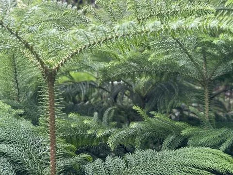 A close-up shot showcases the densely packed, vibrant green branches of the a Foto stock