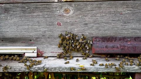 Close up shot showing group of bees entering bee house Stock Footage 158767691