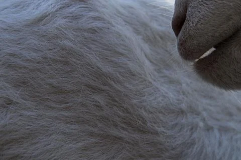 Close up shot showing the texture of white goat fur and its snout in a natu.. Stock Photos