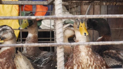 A close shot shows ducks and geese behind wire enclosures, some peering through Stock Footage 308870622