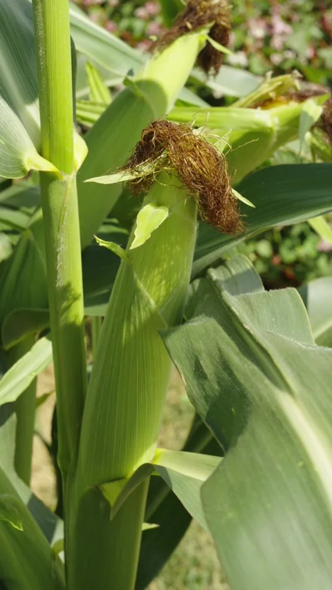 A close-up shot shows green corn stalks with developing cobs growing Stock Footage 339910947