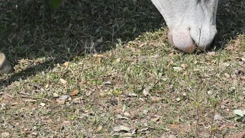 A close-up shot shows the snout of a white bull grazing on the grass. 스톡 동영상 339533370