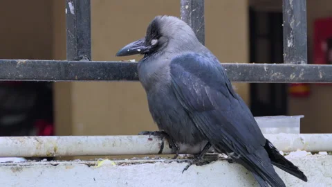 Close shot of a sick crow sitting on the fence, about to die soon Stock Footage 147040783