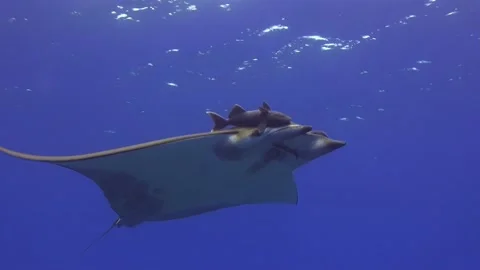 Close up shot of sicklefin devil ray with pilot fishes attached. Stock Footage 145173487