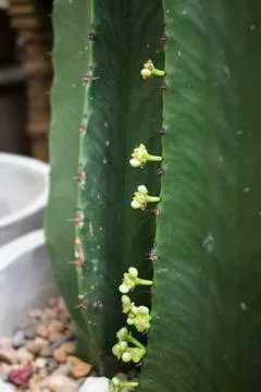 Close-up shot side view of cactus Stock Photos