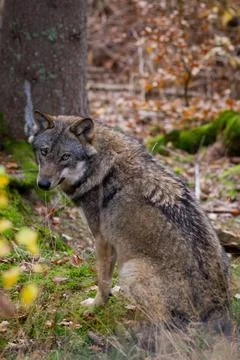 Close up shot of a side view of a wolf sitting on the forest looking at the Stock Photos