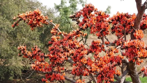 Close-up shot of Silk cotton tree filled with orange color flowers Stock-Footage 150728509