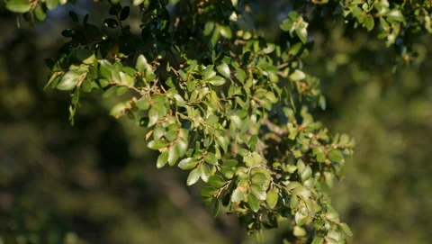 Close-up Shot Of Silver Beech Video stock 231248548