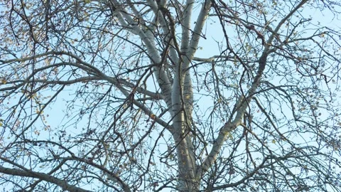 Close-up shot of silver birch branches on a windy winter day Stock-Footage 256458077