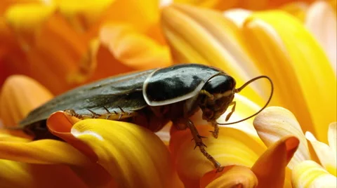 Close up shot of a simandoa cave roach on some yellow petals. 스톡 동영상 59885527