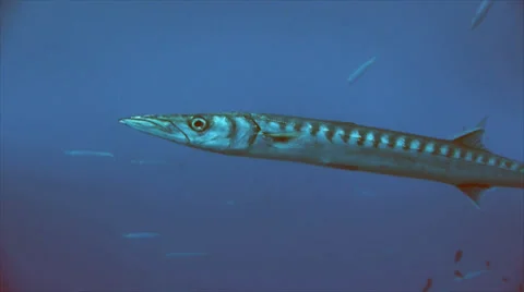 Close shot of single barracuda in mediterranean sea 스톡 동영상 31747908