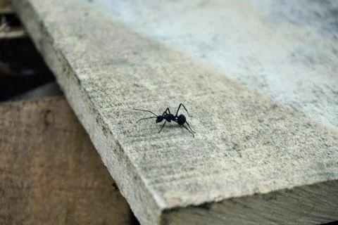 Close-up shot of a single big black ant crawling on a rough wooden board Photos