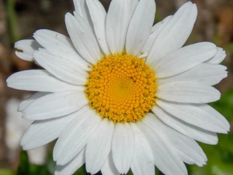 A close-up shot of a single daisy Stock Photos