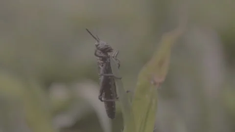 Close Up Shot of Single Grasshopper on a Blade of Grass Stock Footage 263014863