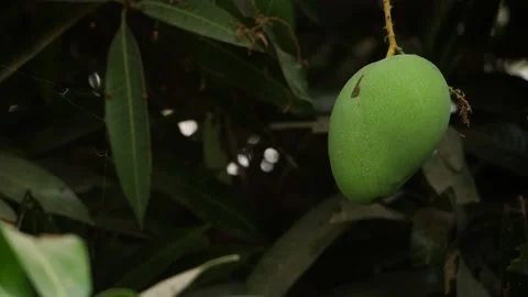 Close shot of single green mango hanging on mango tree Stock Footage 151946242