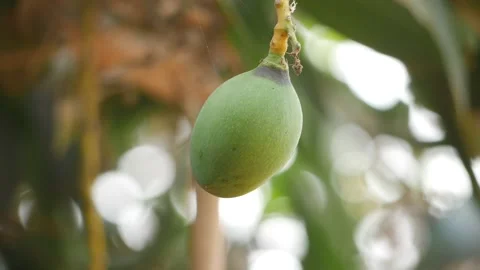 Close shot of single green mango fruit hanging on mango tree Stock Footage 151949214
