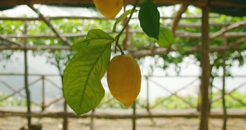 A close-up shot of a single lemon hanging from a branch with green leaves in a Stock Footage 276448006