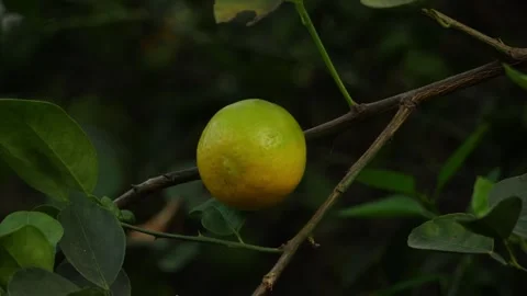 Close shot of single orange hanging on the branch of orange tree Video stock 151955752