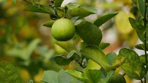 Close shot of single orange hanging on the branch of orange tree Stock Footage 151956232