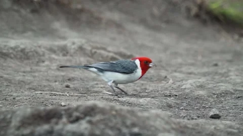 Close up shot of single Red-Crested Cardinal Tanager feeding Stock Footage 152898183