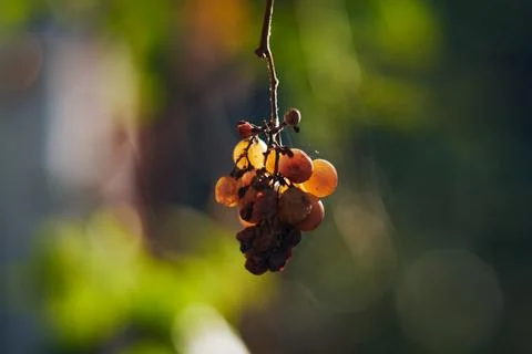A close-up shot of a single small bunch of ripe yellow grapes hanging Stock Photos