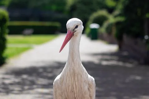 Close-up shot of a single stork standing in a park - Avifauna Stock-Fotos