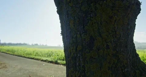 Close up shot of a single tree growing near a yellow blooming white Vídeos de archivo 226890174