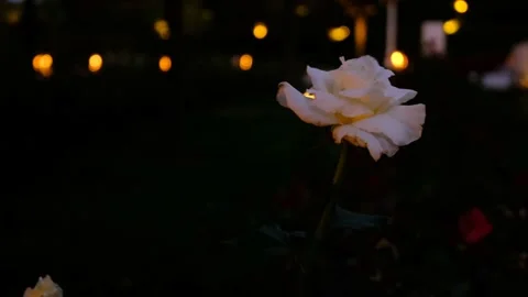 Close Up Shot Of A Single White Rose Swinging İn Wind Before Dark Background Stock Footage 166178732