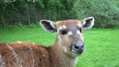 Close up shot of a sitatunga antelope Stock Footage 191513967