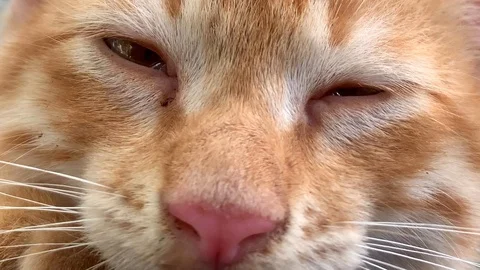 Close-up shot of sleeping cat. Stock Footage 129967511