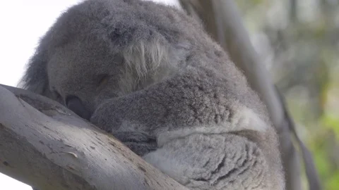 Close shot of a sleeping Koala Stock Footage 83867116