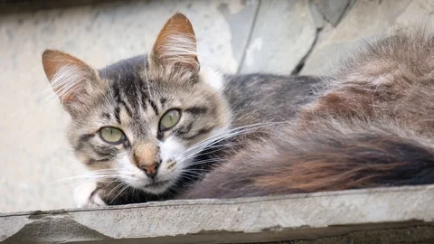 Close Up Shot Of A Sleepy Cat Video stock 116873235