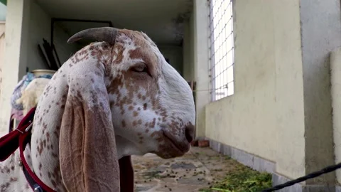 Close up shot of sleepy goat Stock Footage 137167216