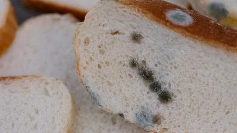 Close-up shot of slices of white bread are covered in spots of green and blac Stock Photos