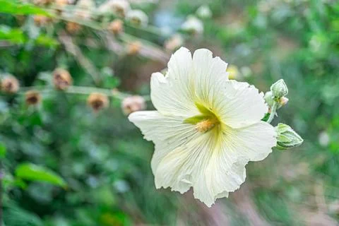 Close-up shot of a slightly curled, light yellow to pale edged flower against Stock Photos